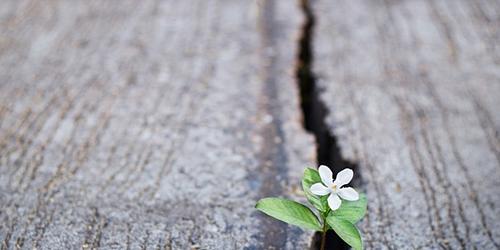 Flower growing in a crack in the street